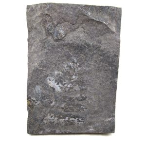 Genuine Carboniferous Fern for Sale from Germany #44