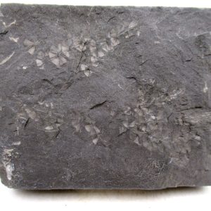 Genuine Carboniferous Fern for Sale from Germany #45