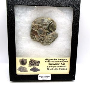 Genuine Ordovician Age Glyptorthis Brachiopods Fossils for Sale from Indiana #1