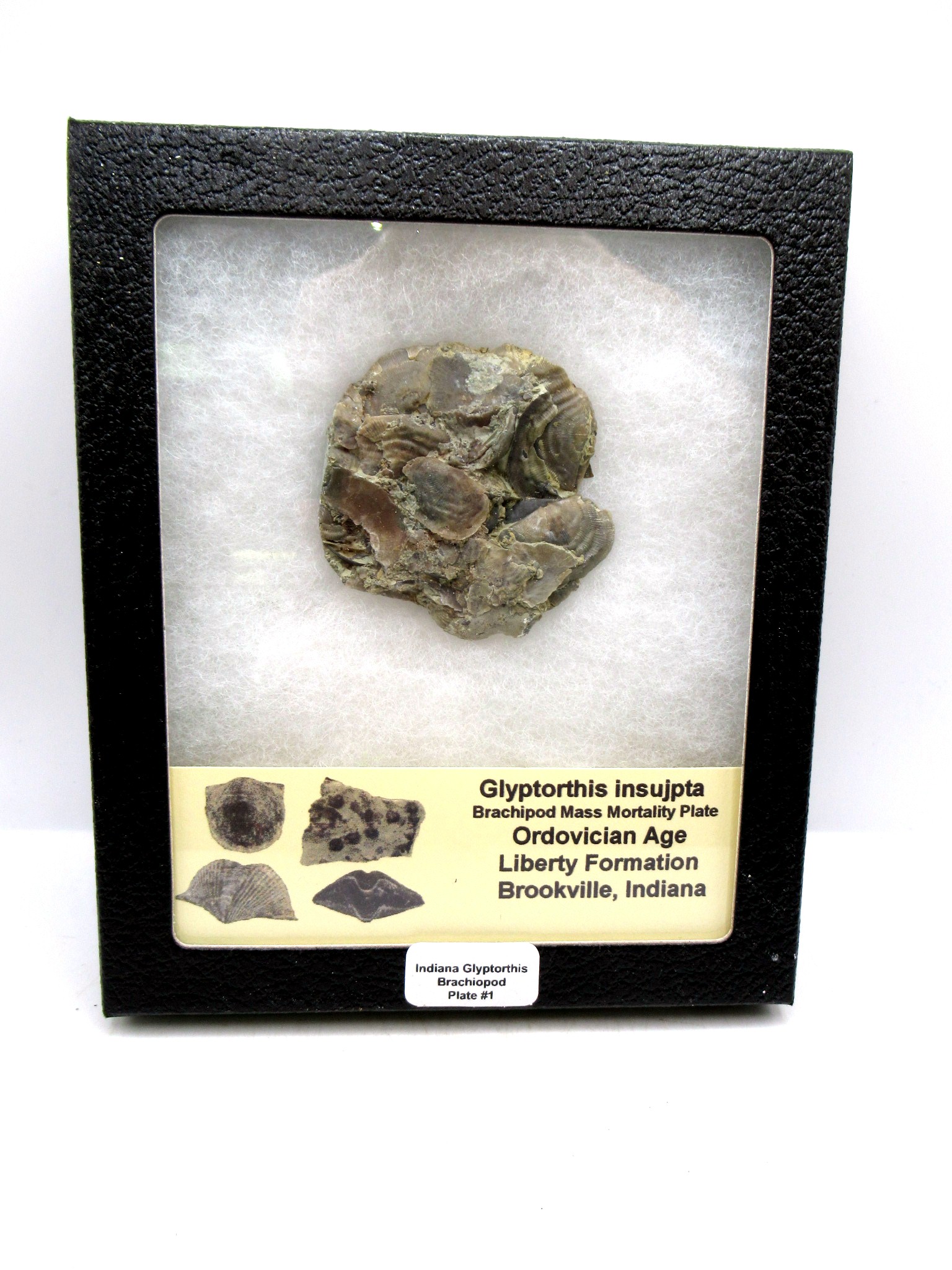Indiana Ordovician Glyptorthis Brachiopods 1 | Fossils for Sale Genuine Ordovician Age Glyptorthis Brachiopods Fossils for Sale from Indiana #1