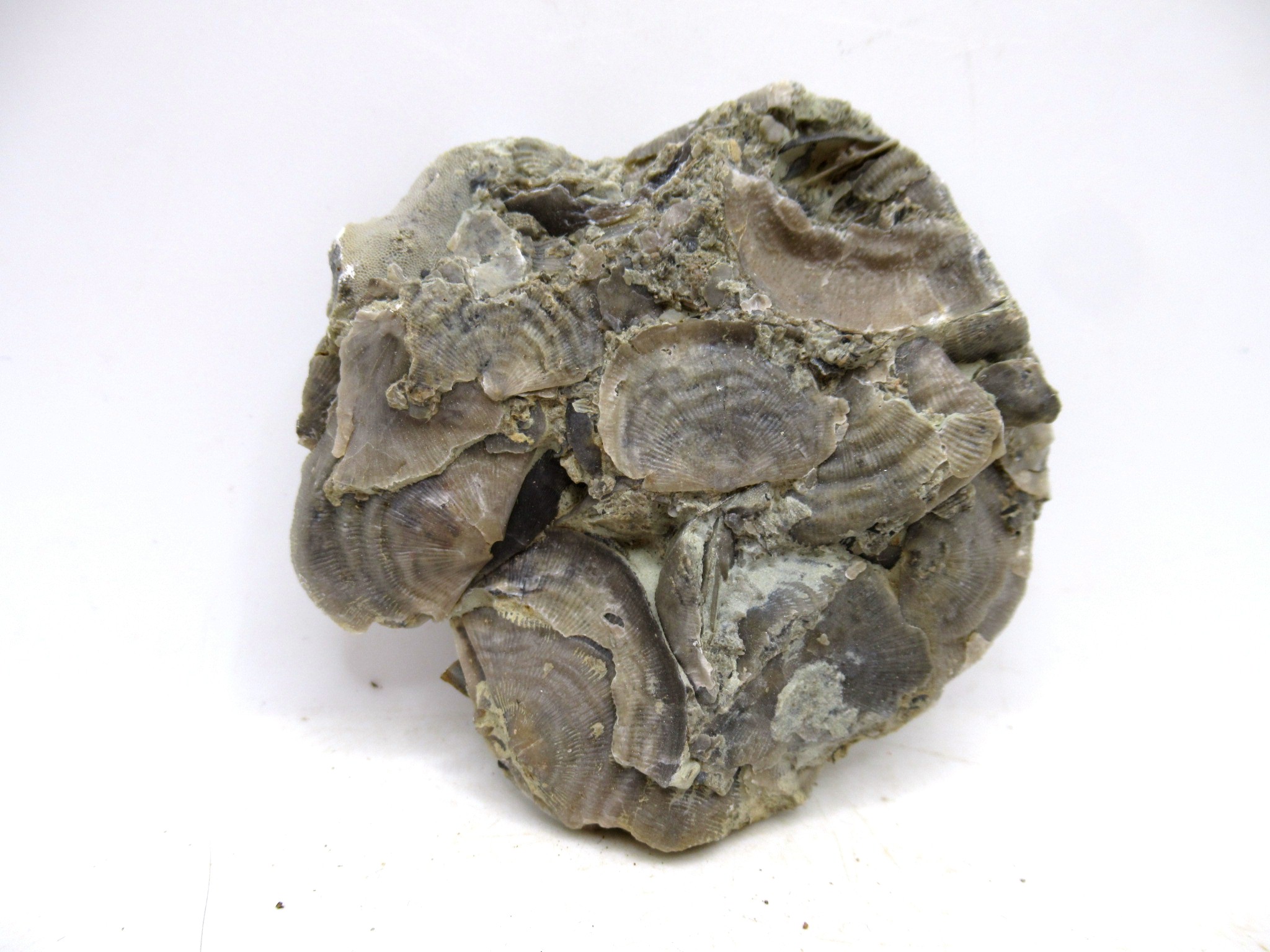 Indiana Ordovician Glyptorthis Brachiopods 1a | Fossils for Sale Genuine Ordovician Age Glyptorthis Brachiopods Fossils for Sale from Indiana #1a