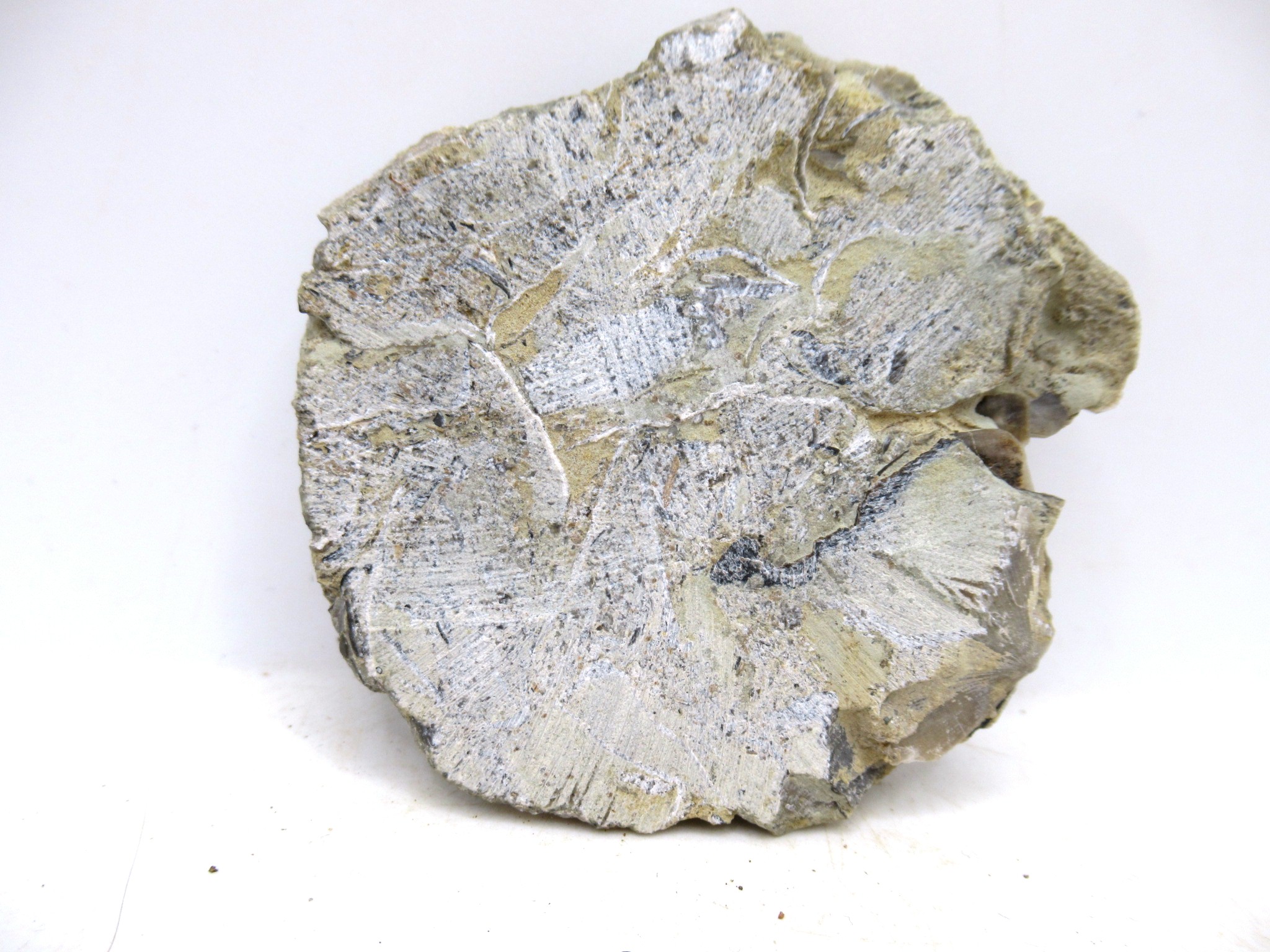 Indiana Ordovician Glyptorthis Brachiopods 1b | Fossils for Sale Genuine Ordovician Age Glyptorthis Brachiopods Fossils for Sale from Indiana #1b