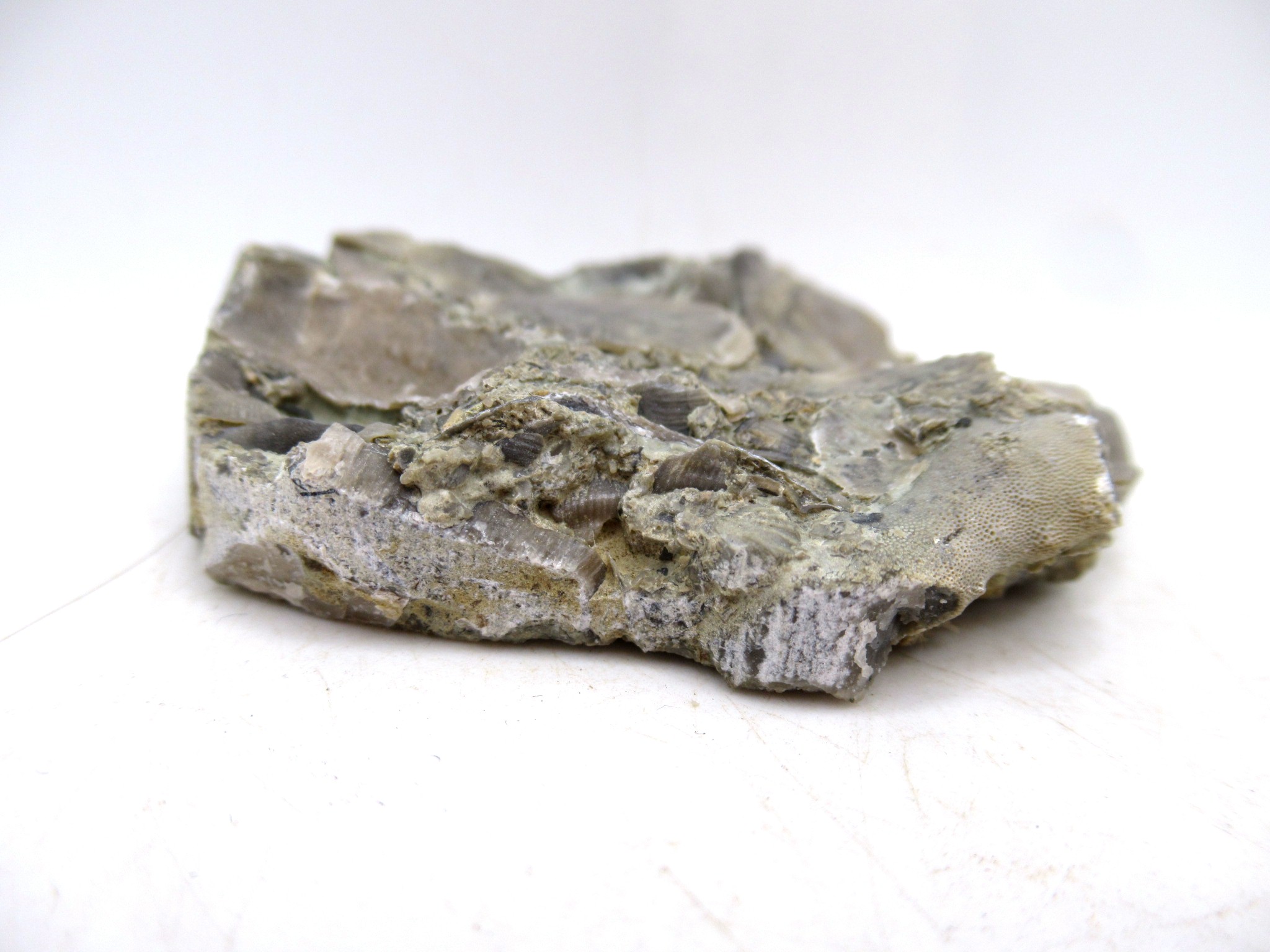 Indiana Ordovician Glyptorthis Brachiopods 1c | Fossils for Sale Genuine Ordovician Age Glyptorthis Brachiopods Fossils for Sale from Indiana #1c