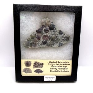 Genuine Ordovician Age Glyptorthis Brachiopods Fossils for Sale from Indiana #2