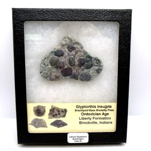 Genuine Ordovician Age Glyptorthis Brachiopods Fossils for Sale from Indiana #3