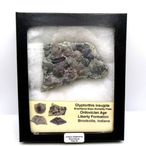 Genuine Ordovician Age Glyptorthis Brachiopods Fossils for Sale from Indiana #4