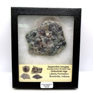 Genuine Ordovician Age Glyptorthis Brachiopods Fossils for Sale from Indiana #5