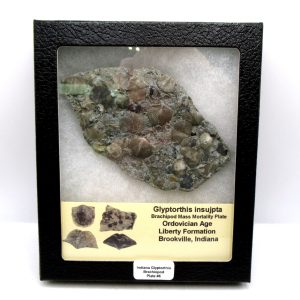 Genuine Ordovician Age Glyptorthis Brachiopods Fossils for Sale from Indiana #6