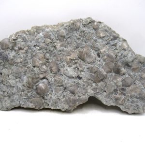 Genuine Ordovician Age Glyptorthis Brachiopods Fossils for Sale from Indiana #7