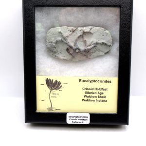Eucalyptocrinites Silurian Crinoid Holdfast from Waldron Shale IN #1 - 2.86"