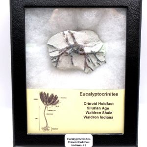 Eucalyptocrinites Silurian Crinoid Holdfast from Waldron Shale IN #2 - 2.17"