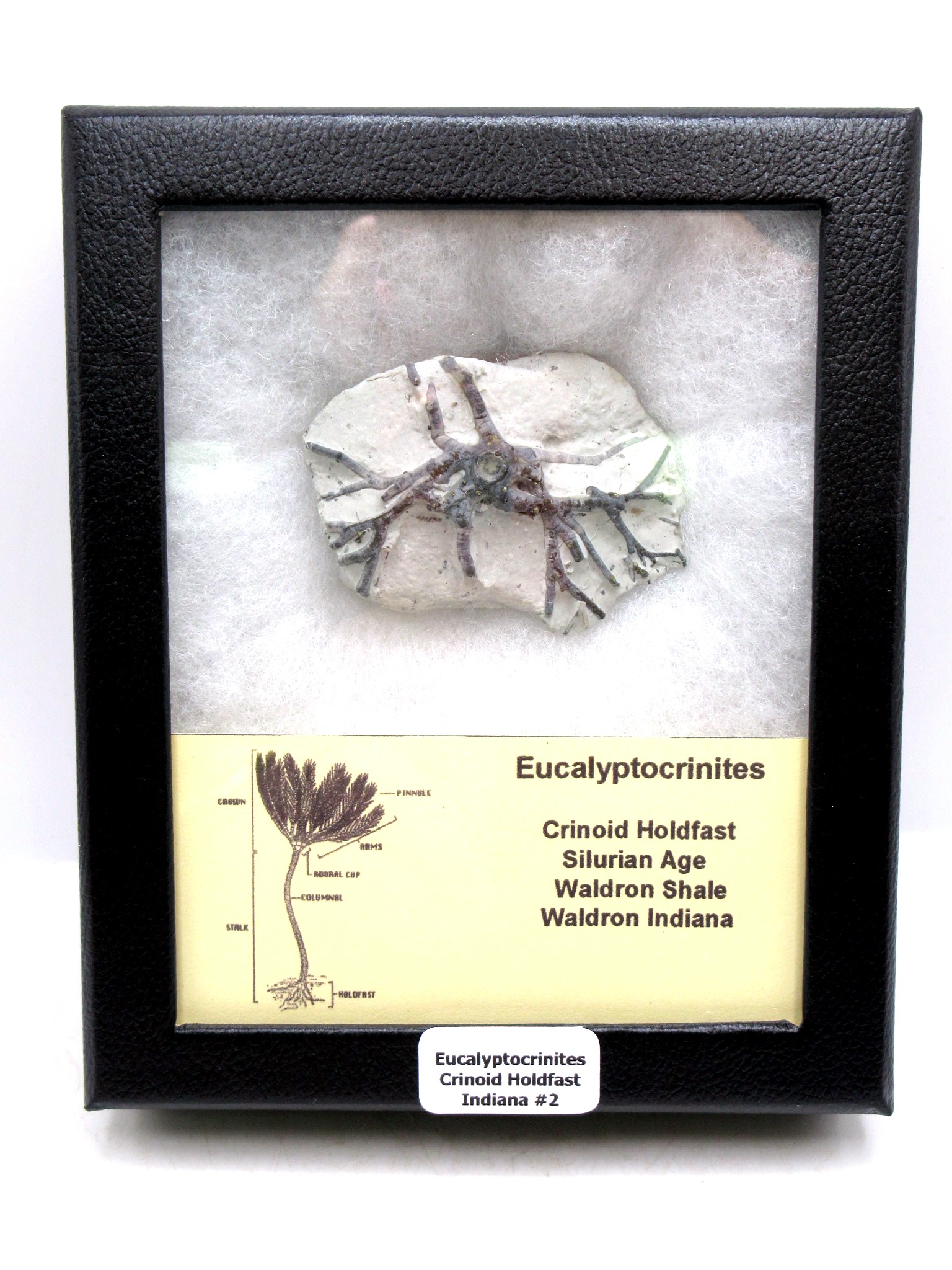 Indiana Silurian Age Waldron Shale Eucalyptocrintes Crinoid Holdfast 2 | Fossils for Sale Genuine Silurian Age Waldron Shale Eucalyptocrintes Crinoid Holdfast From Indiana For Sale #2