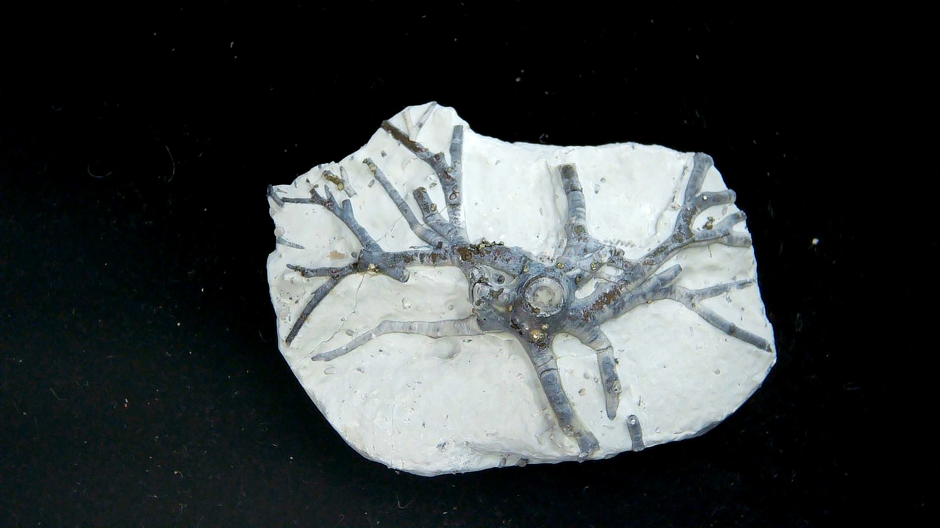 Indiana Silurian Age Waldron Shale Eucalyptocrintes Crinoid Holdfast 2a | Fossils for Sale Genuine Silurian Age Waldron Shale Eucalyptocrintes Crinoid Holdfast From Indiana For Sale #2a