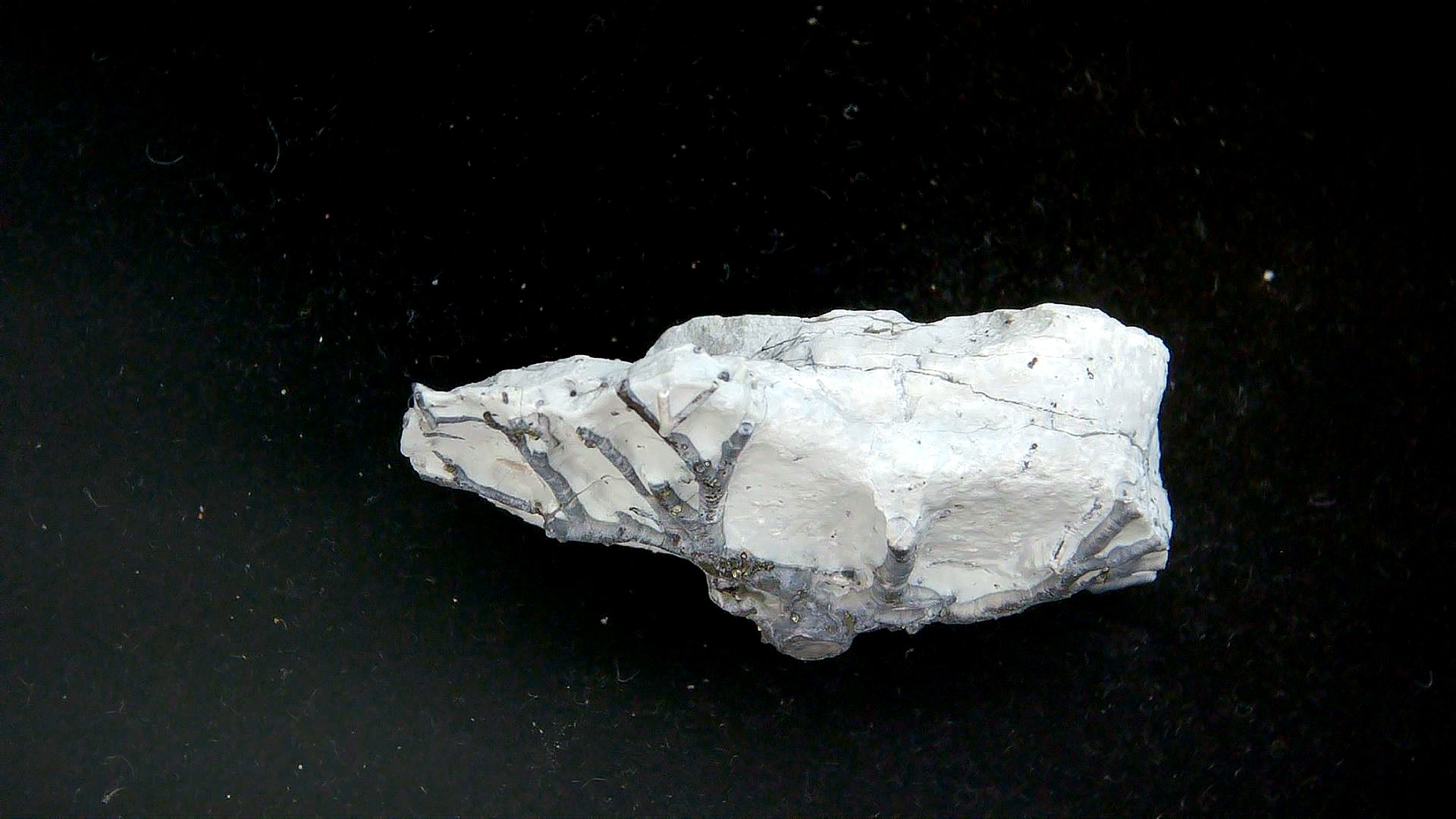 Indiana Silurian Age Waldron Shale Eucalyptocrintes Crinoid Holdfast 2b | Fossils for Sale Genuine Silurian Age Waldron Shale Eucalyptocrintes Crinoid Holdfast From Indiana For Sale #2b