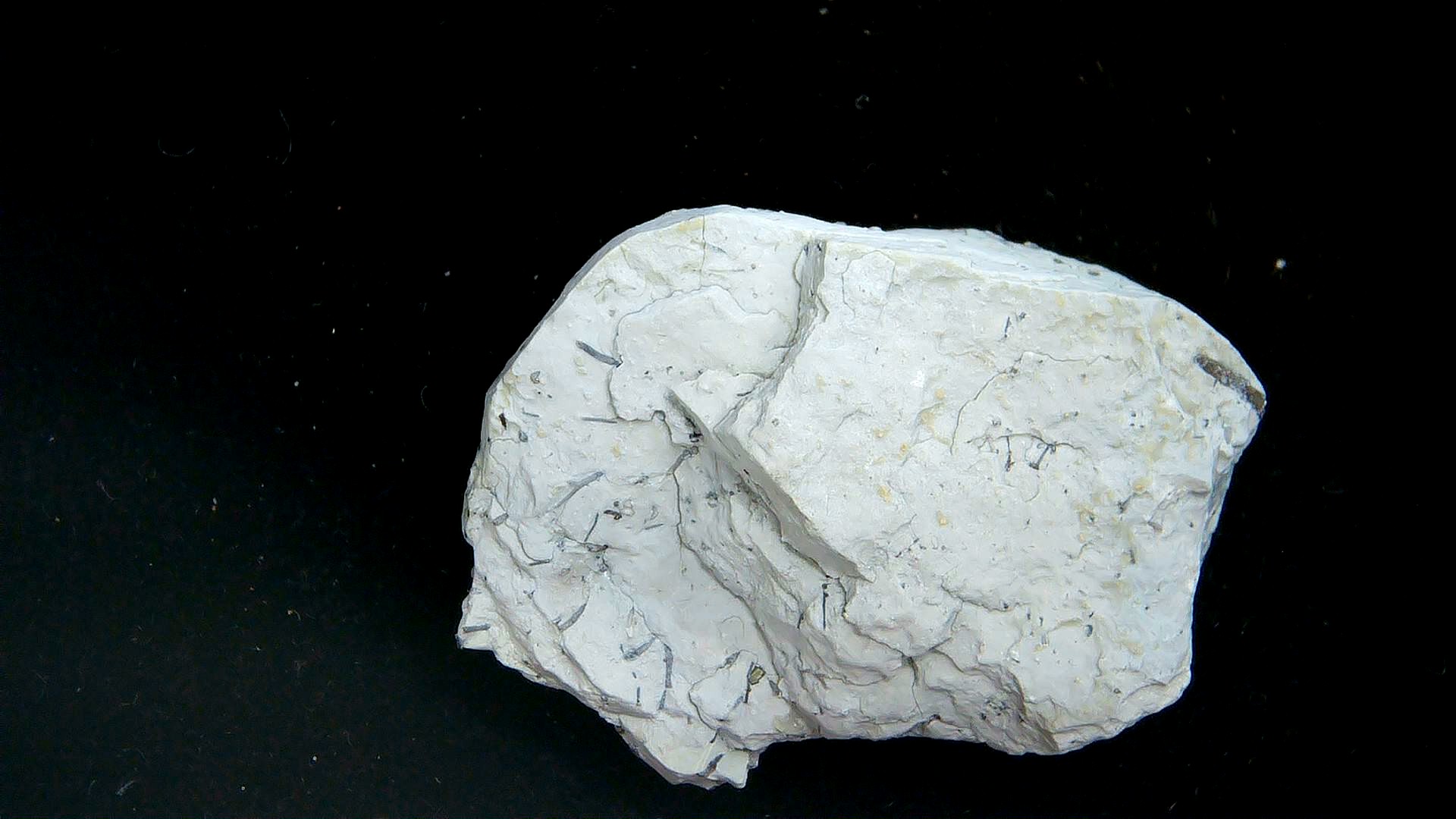 Indiana Silurian Age Waldron Shale Eucalyptocrintes Crinoid Holdfast 2c | Fossils for Sale Genuine Silurian Age Waldron Shale Eucalyptocrintes Crinoid Holdfast From Indiana For Sale #2c