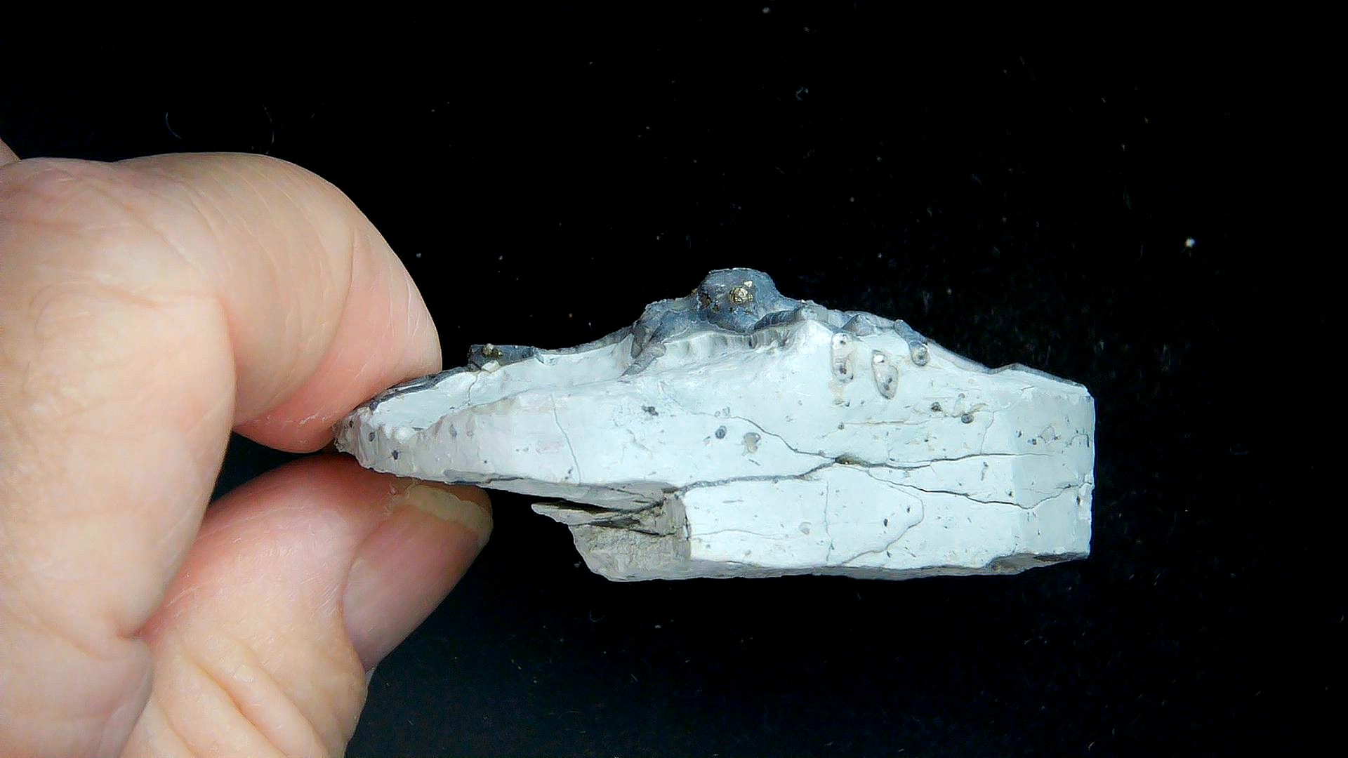 Indiana Silurian Age Waldron Shale Eucalyptocrintes Crinoid Holdfast 2d | Fossils for Sale Genuine Silurian Age Waldron Shale Eucalyptocrintes Crinoid Holdfast From Indiana For Sale #2d