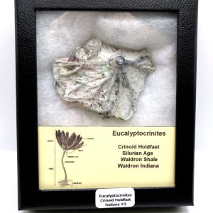 Eucalyptocrinites Silurian Crinoid Holdfast from Waldron Shale IN #3 - 2.77"