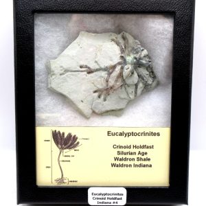 Eucalyptocrinites Silurian Crinoid Holdfast from Waldron Shale IN #4 - 3.07"