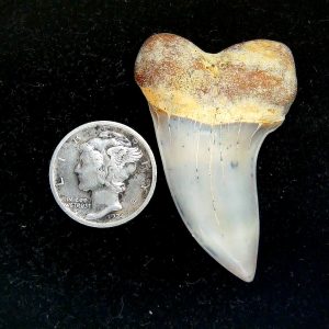 Genuine Miocene Age Isurus planus Shark Tooth Fossil for Sale from California #22