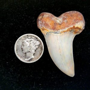 Genuine Miocene Age Isurus planus Shark Tooth Fossil for Sale from California #23