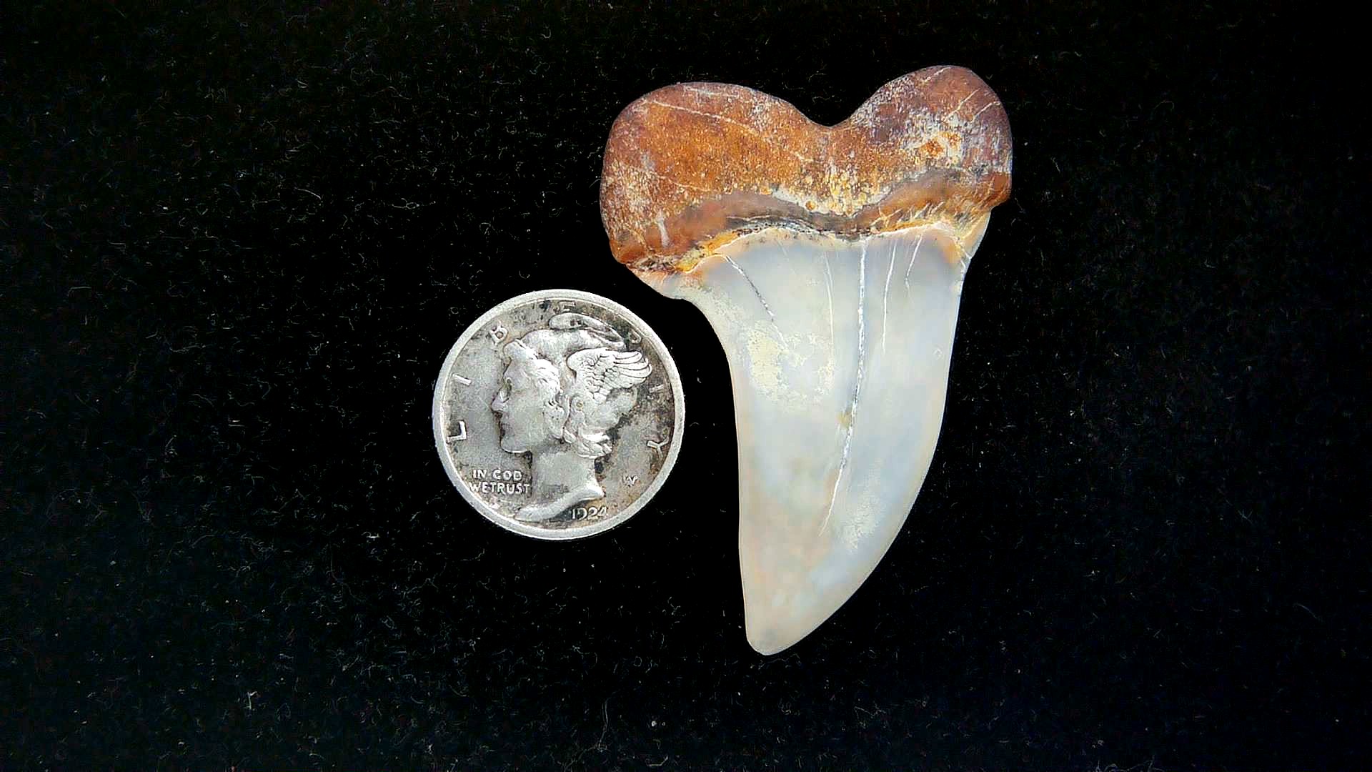 Isurus planus Miocene Shark Tooth from Shark Tooth Hill, CA #23a | Fossils for Sale Genuine Miocene Age Isurus planus Shark Tooth Fossil for Sale from California #23a