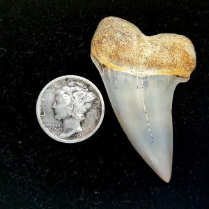 Genuine Miocene Age Isurus planus Shark Tooth Fossil for Sale from California #24