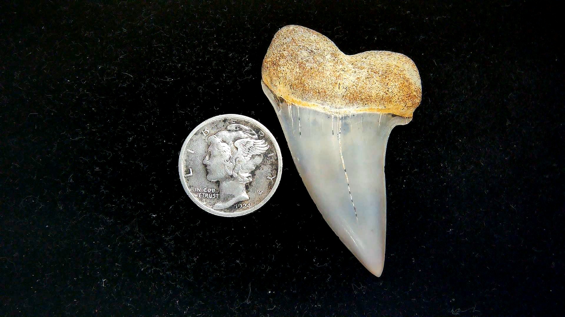 Isurus planus Miocene Shark Tooth from Shark Tooth Hill, CA #24 | Fossils for Sale Genuine Miocene Age Isurus planus Shark Tooth Fossil for Sale from California #24