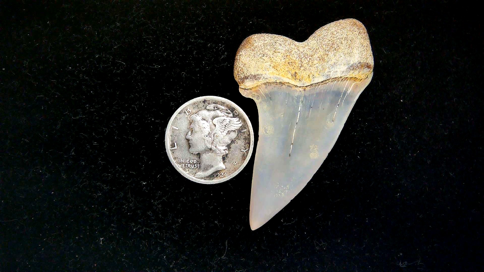 Isurus planus Miocene Shark Tooth from Shark Tooth Hill, CA #24a | Fossils for Sale Genuine Miocene Age Isurus planus Shark Tooth Fossil for Sale from California #24a