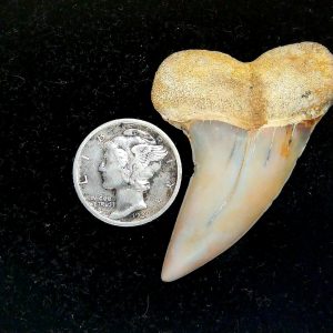 Genuine Miocene Age Isurus planus Shark Tooth Fossil for Sale from California #25