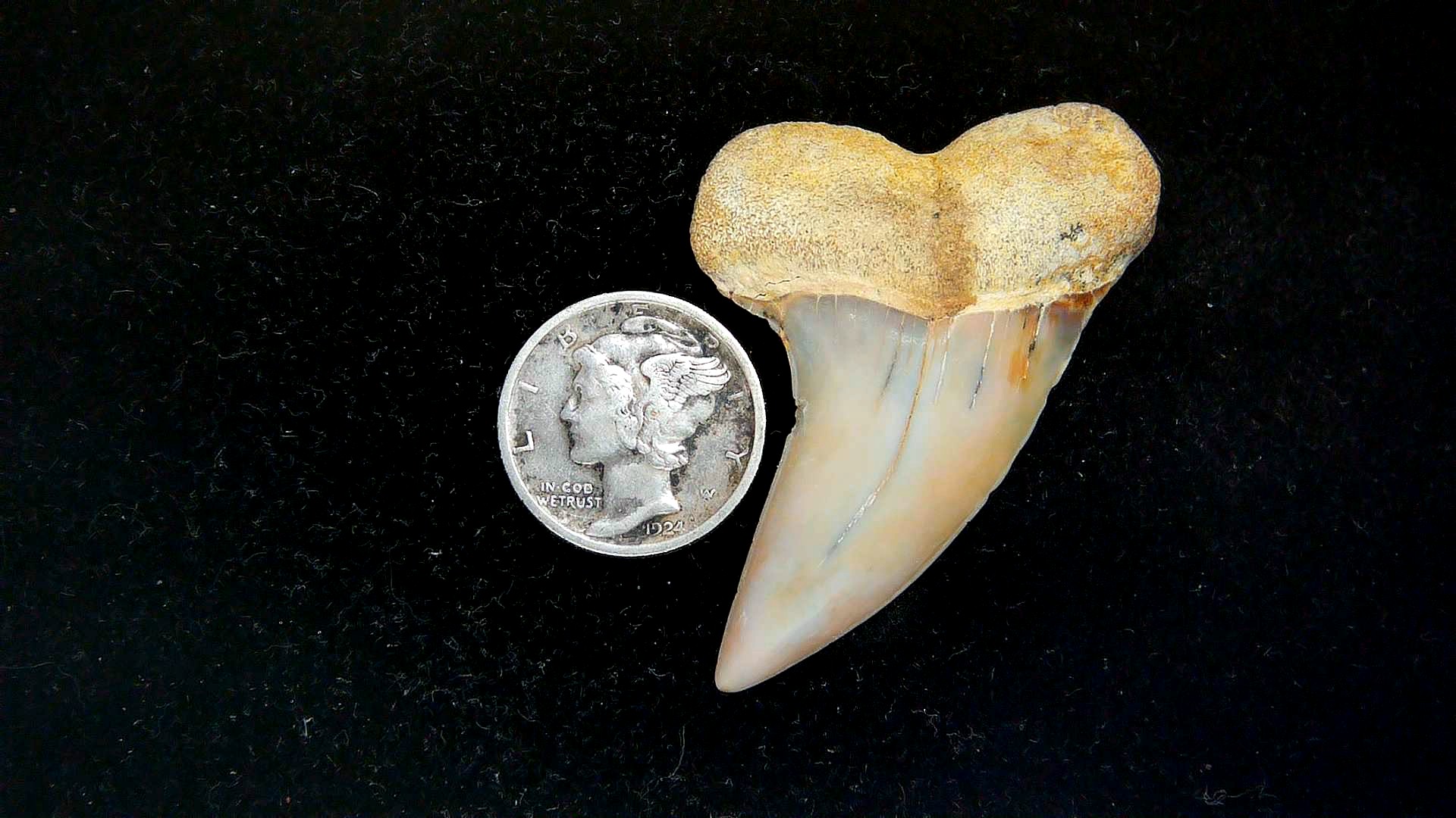 Isurus planus Miocene Shark Tooth from Shark Tooth Hill, CA #25 | Fossils for Sale Genuine Miocene Age Isurus planus Shark Tooth Fossil for Sale from California #25
