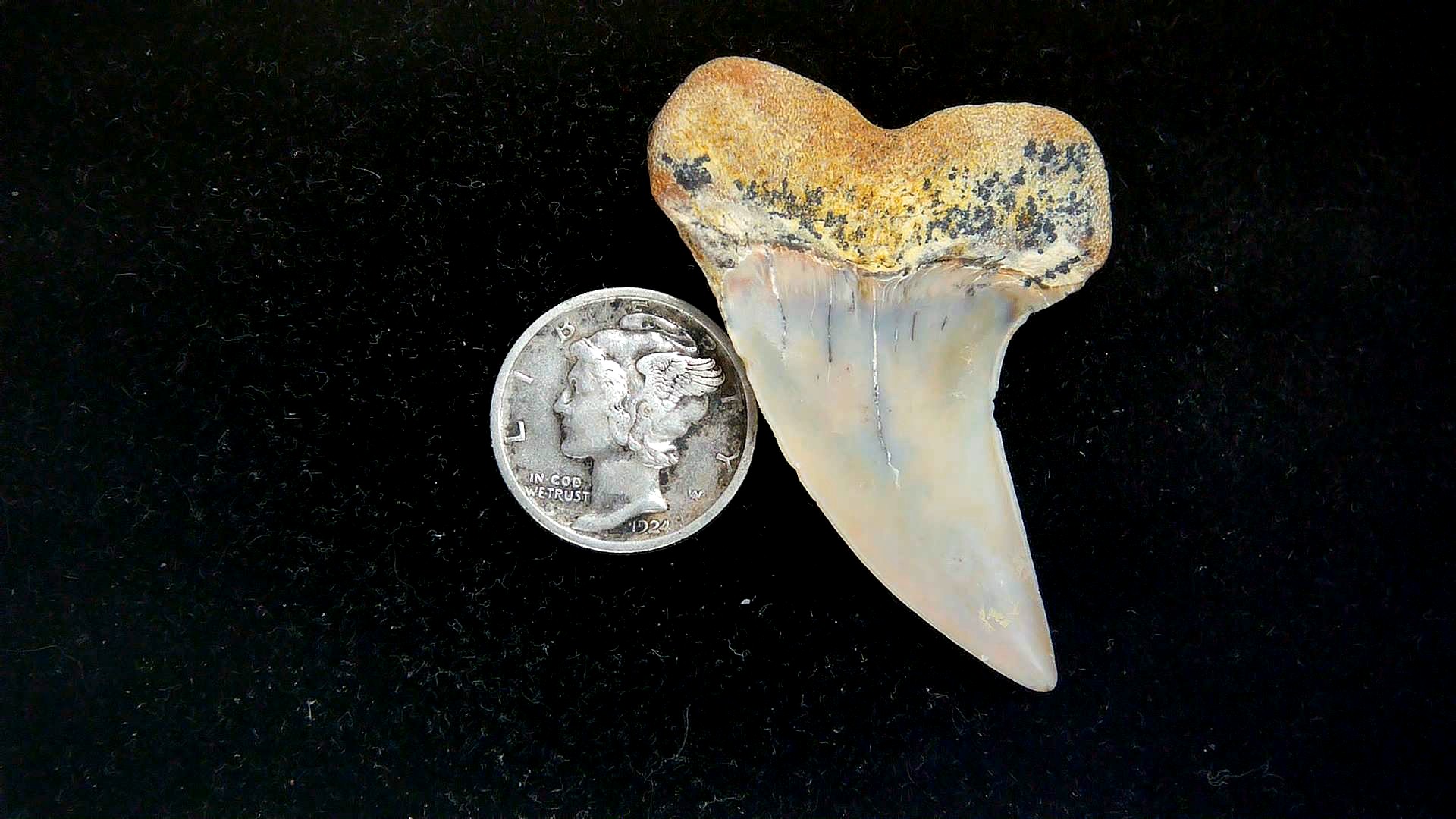Isurus planus Miocene Shark Tooth from Shark Tooth Hill, CA #25a | Fossils for Sale Genuine Miocene Age Isurus planus Shark Tooth Fossil for Sale from California #25a