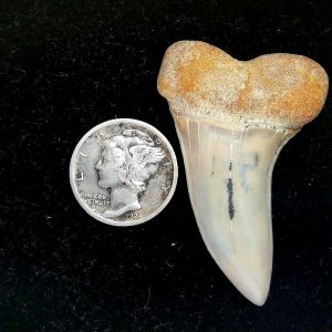 Genuine Miocene Age Isurus planus Shark Tooth Fossil for Sale from California #26