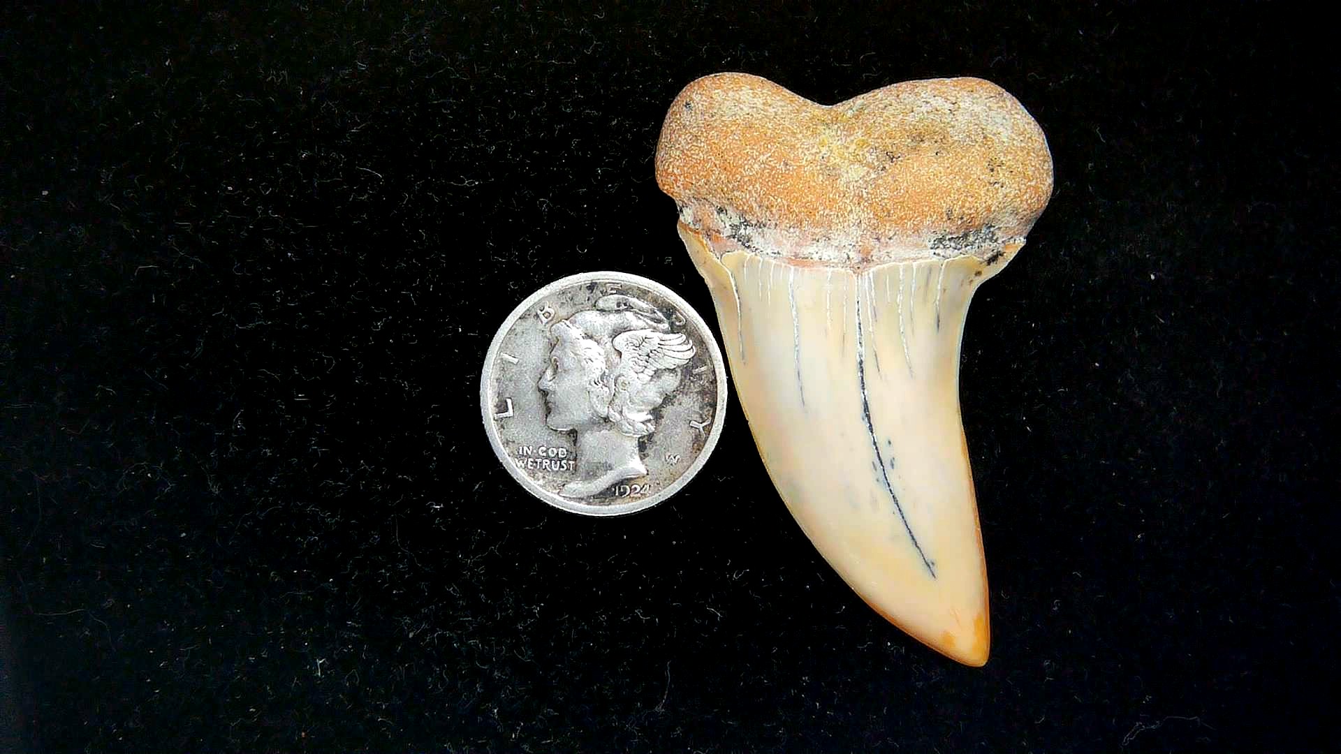 Isurus planus Miocene Shark Tooth from Shark Tooth Hill, CA #27 | Fossils for Sale Genuine Miocene Age Isurus planus Shark Tooth Fossil for Sale from California #27