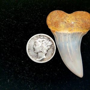 Genuine Miocene Age Isurus planus Shark Tooth Fossil for Sale from California #28