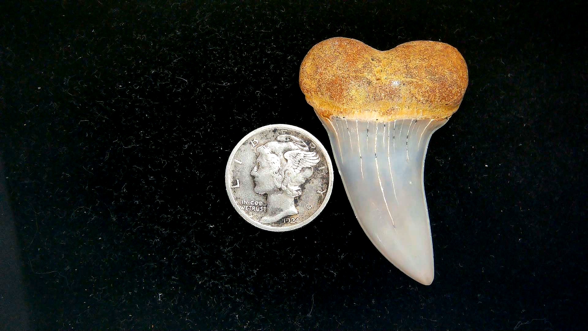 Isurus planus Miocene Shark Tooth from Shark Tooth Hill, CA #28 | Fossils for Sale Genuine Miocene Age Isurus planus Shark Tooth Fossil for Sale from California #28