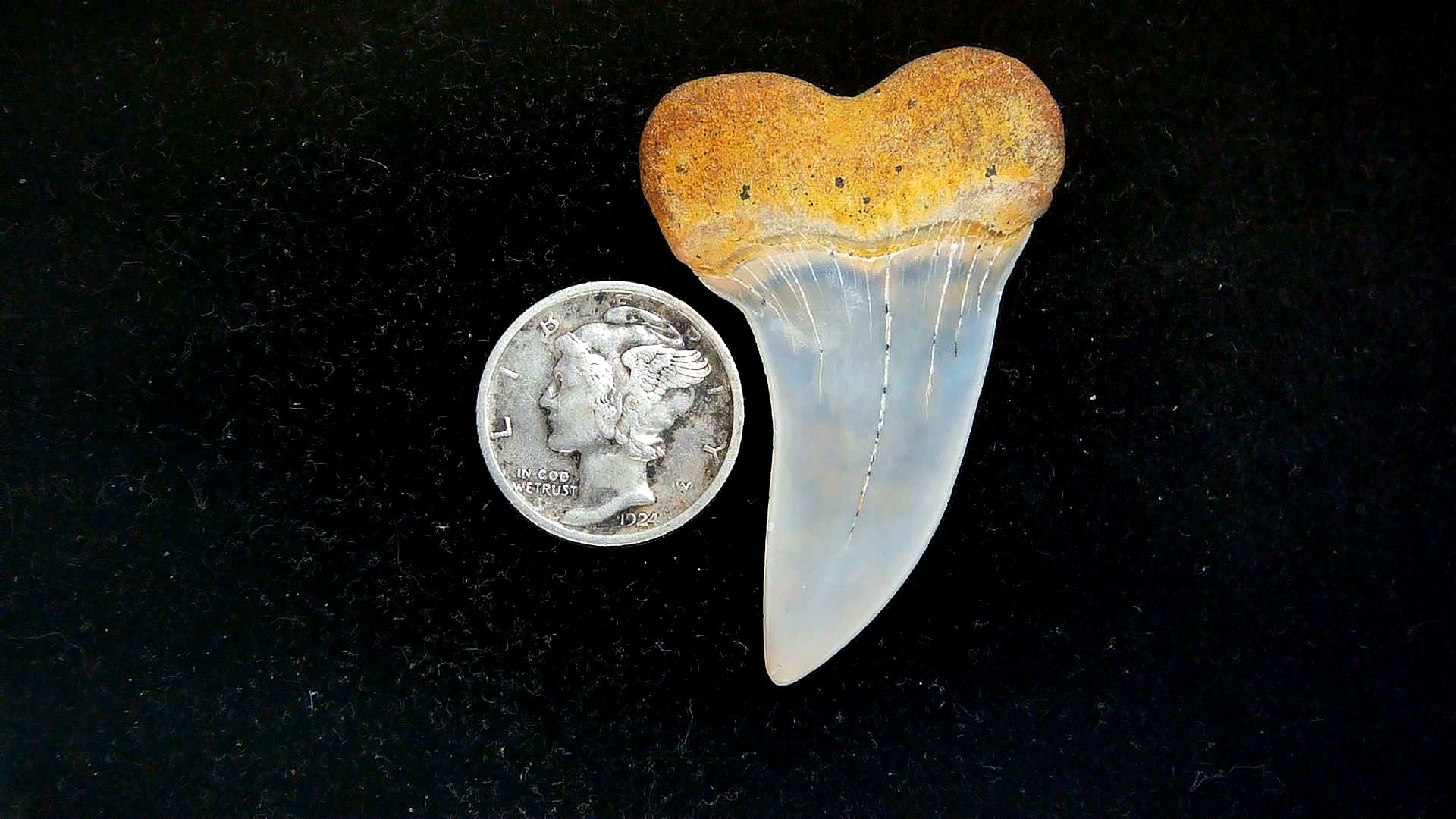 Isurus planus Miocene Shark Tooth from Shark Tooth Hill, CA #28a | Fossils for Sale Genuine Miocene Age Isurus planus Shark Tooth Fossil for Sale from California #28a