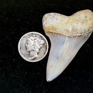 Genuine Miocene Age Isurus planus Shark Tooth Fossil for Sale from California #29