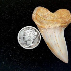 Genuine Miocene Age Isurus planus Shark Tooth Fossil for Sale from California #30
