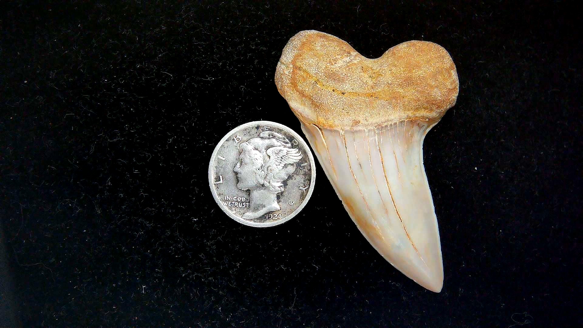 Isurus planus Miocene Shark Tooth from Shark Tooth Hill, CA #30 | Fossils for Sale Genuine Miocene Age Isurus planus Shark Tooth Fossil for Sale from California #30
