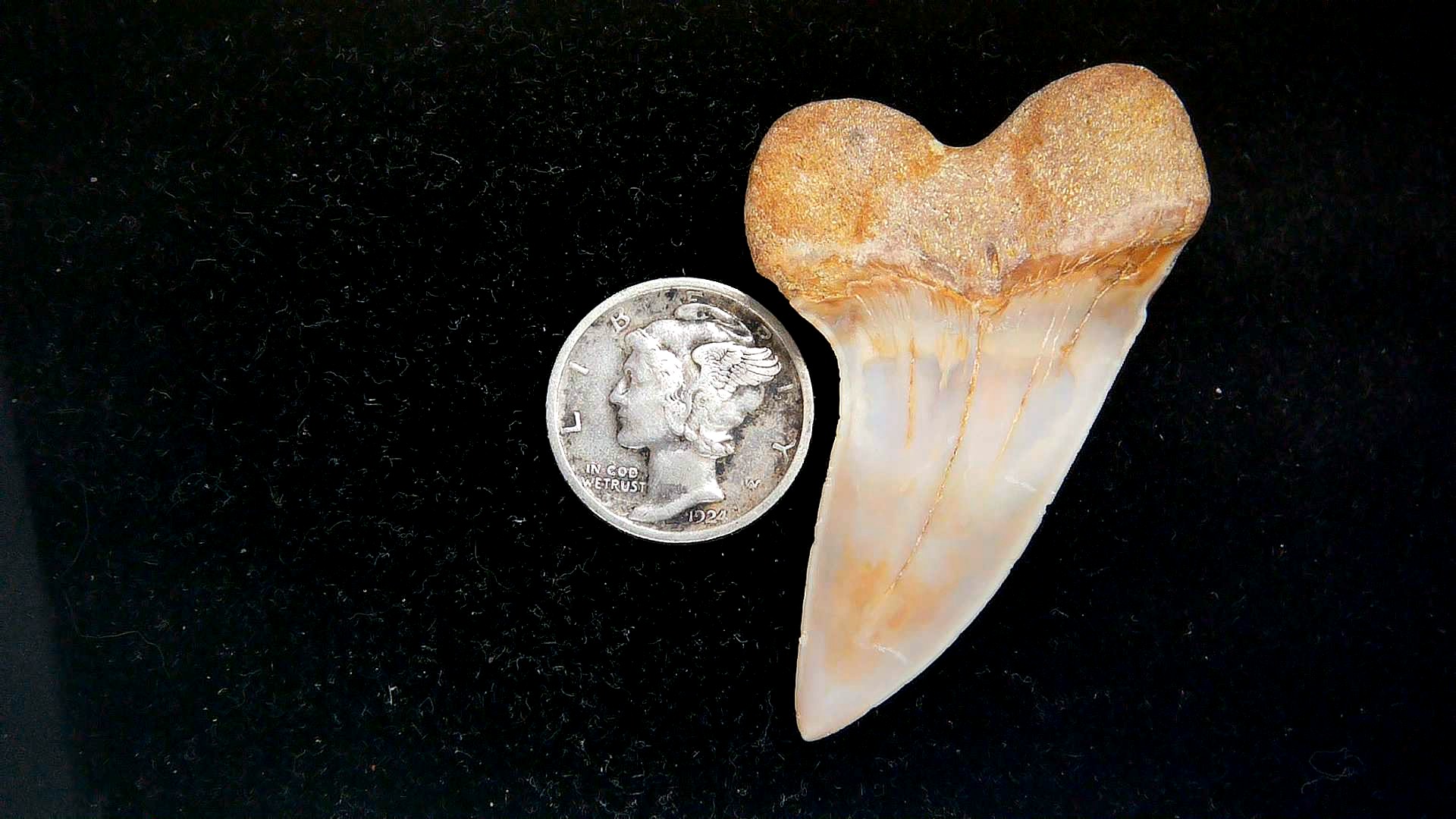 Isurus planus Miocene Shark Tooth from Shark Tooth Hill, CA #30a | Fossils for Sale Genuine Miocene Age Isurus planus Shark Tooth Fossil for Sale from California #30a