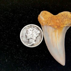 Genuine Miocene Age Isurus planus Shark Tooth Fossil for Sale from California #31