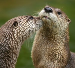 By Attribution is to be given to Dmitry Azovtsev. When using on the Web, a link to http://www.daphoto.info is appreciated., CC BY-SA 3.0, https://commons.wikimedia.org/w/index.php?curid=297924 | Fossils for Sale Otter