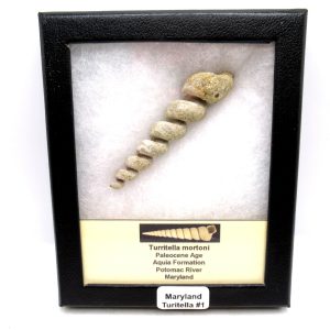 Genuine Paleocene Age Turitella mortoni Gastropod Fossils for Sale from Maryland #1