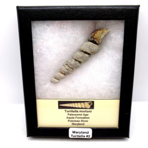 Genuine Paleocene Age Turitella mortoni Gastropod Fossils for Sale from Maryland #2