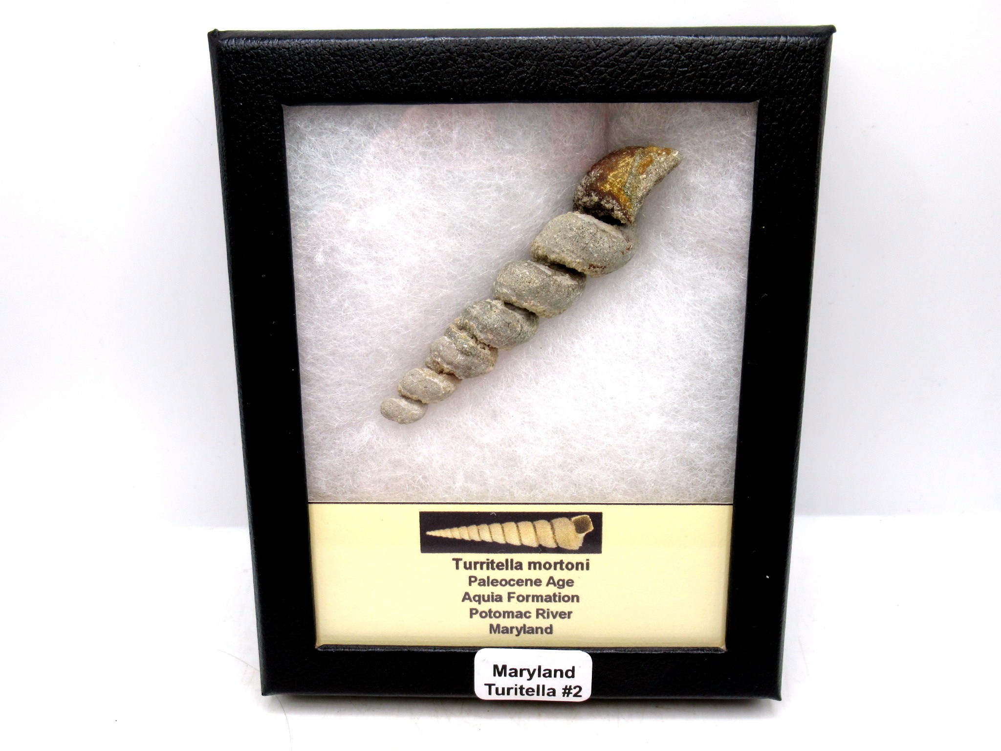 Maryland Paleocene Turitella mortoni Gastropod 2 | Fossils for Sale Genuine Paleocene Age Turitella mortoni Gastropod Fossils for Sale from Maryland #2