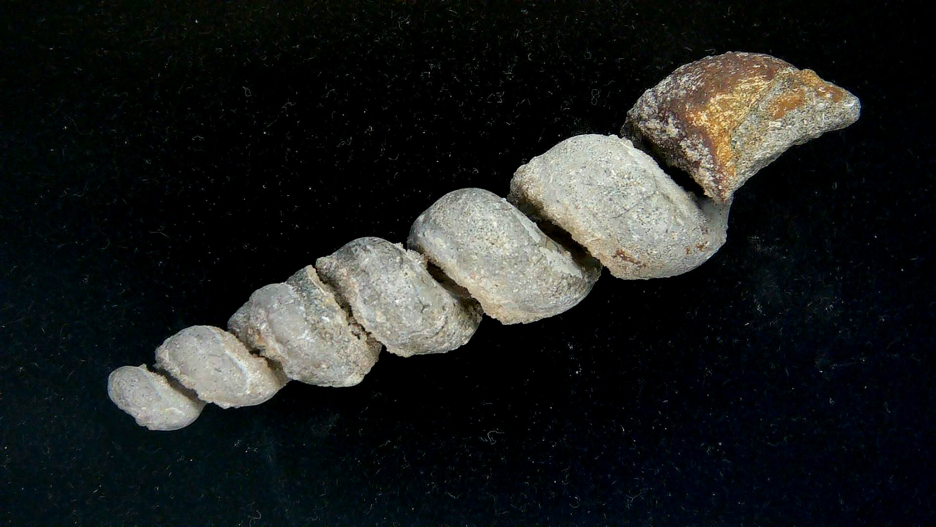 Maryland Paleocene Turitella mortoni Gastropod 2b | Fossils for Sale Genuine Paleocene Age Turitella mortoni Gastropod Fossils for Sale from Maryland #2b