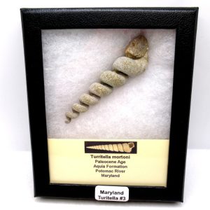 Genuine Paleocene Age Turitella mortoni Gastropod Fossils for Sale from Maryland #3