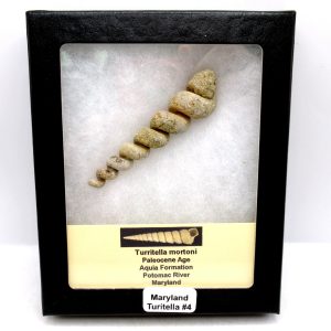Genuine Paleocene Age Turitella mortoni Gastropod Fossils for Sale from Maryland #4