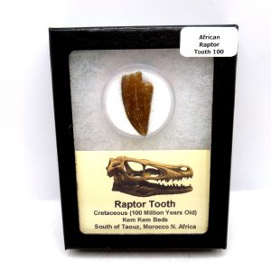 African "Raptor" Dinosaur Tooth - 100