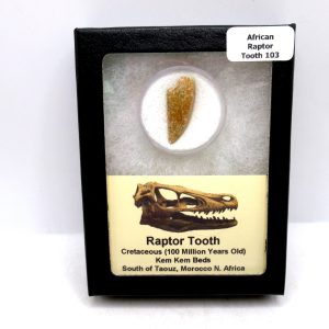African "Raptor" Dinosaur Tooth - 103